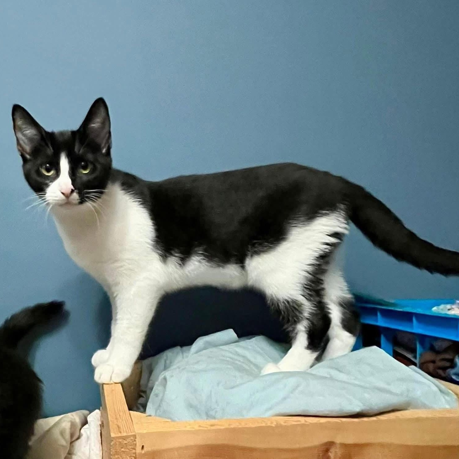 Daisy, adoptable, Kitten Female Domestic Short Hair.