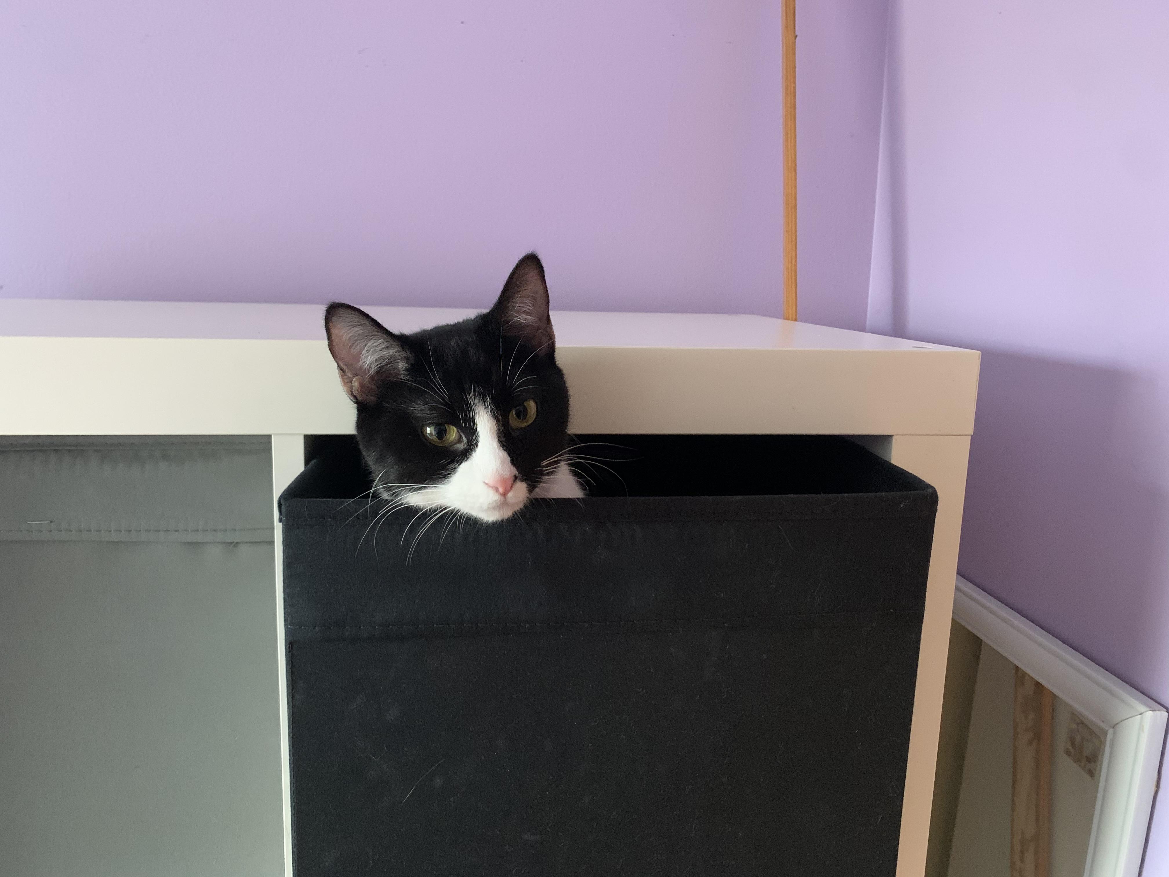 Enlarge Daisy, an adoptable Domestic Short Hair in Lemont, IL image 2/5