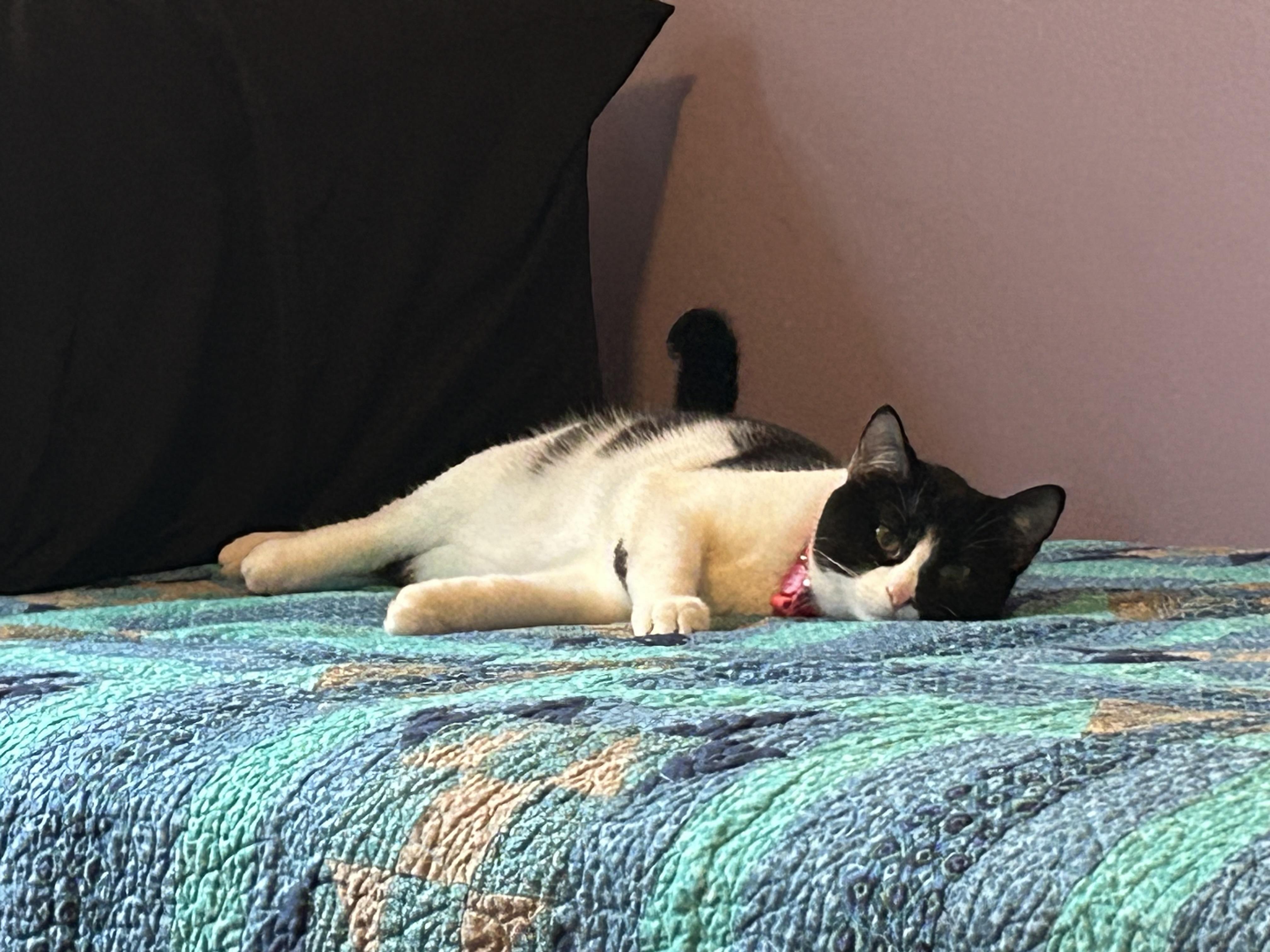 Enlarge Daisy, an adoptable Domestic Short Hair in Lemont, IL image 3/5