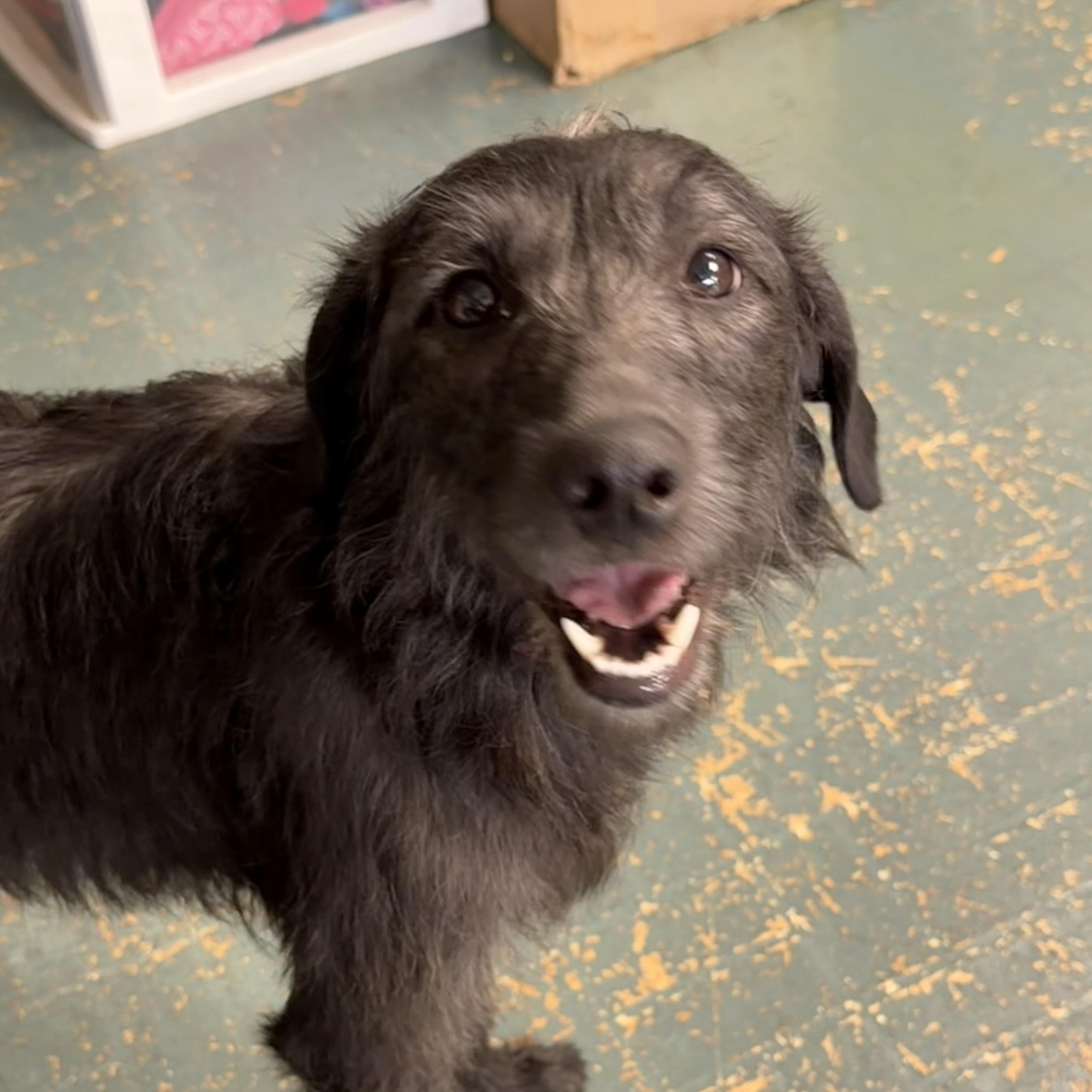 Enlarge Bessie, a ADOPTABLE mixed breed in Owensboro, KY image 2/6