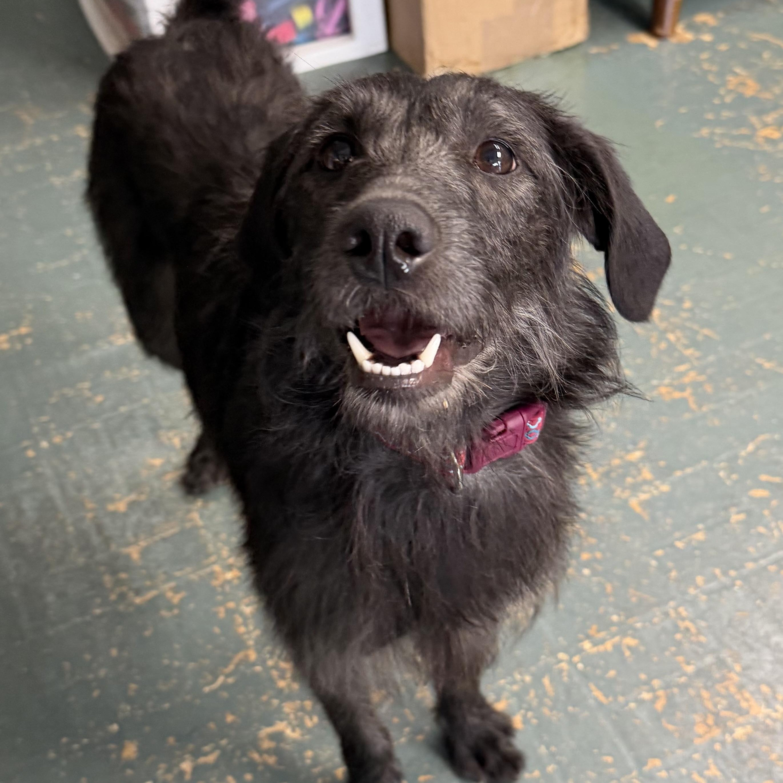 Enlarge Bessie, a ADOPTABLE mixed breed in Owensboro, KY image 1/6