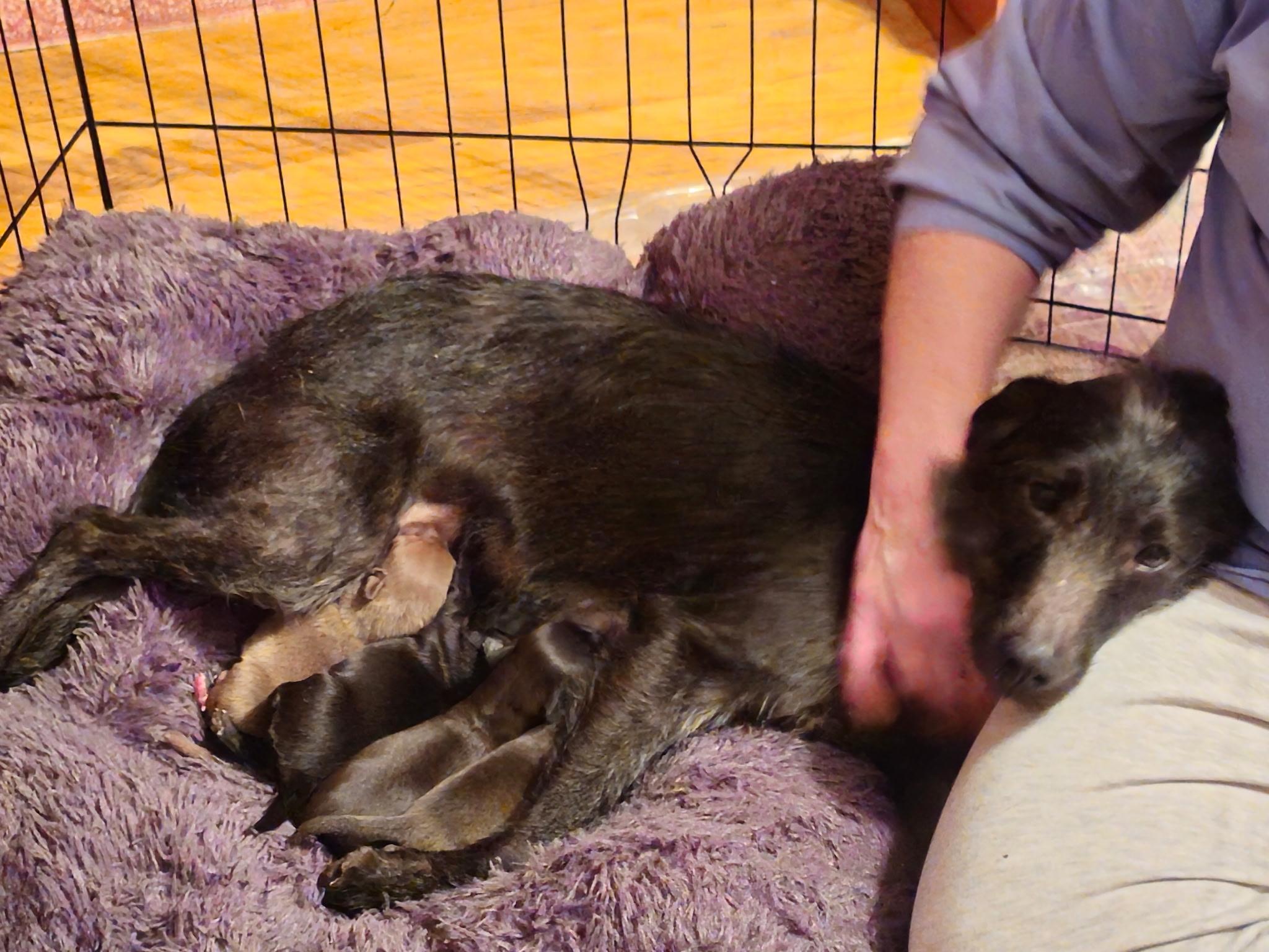 Enlarge Bessie, a ADOPTABLE mixed breed in Owensboro, KY image 4/6