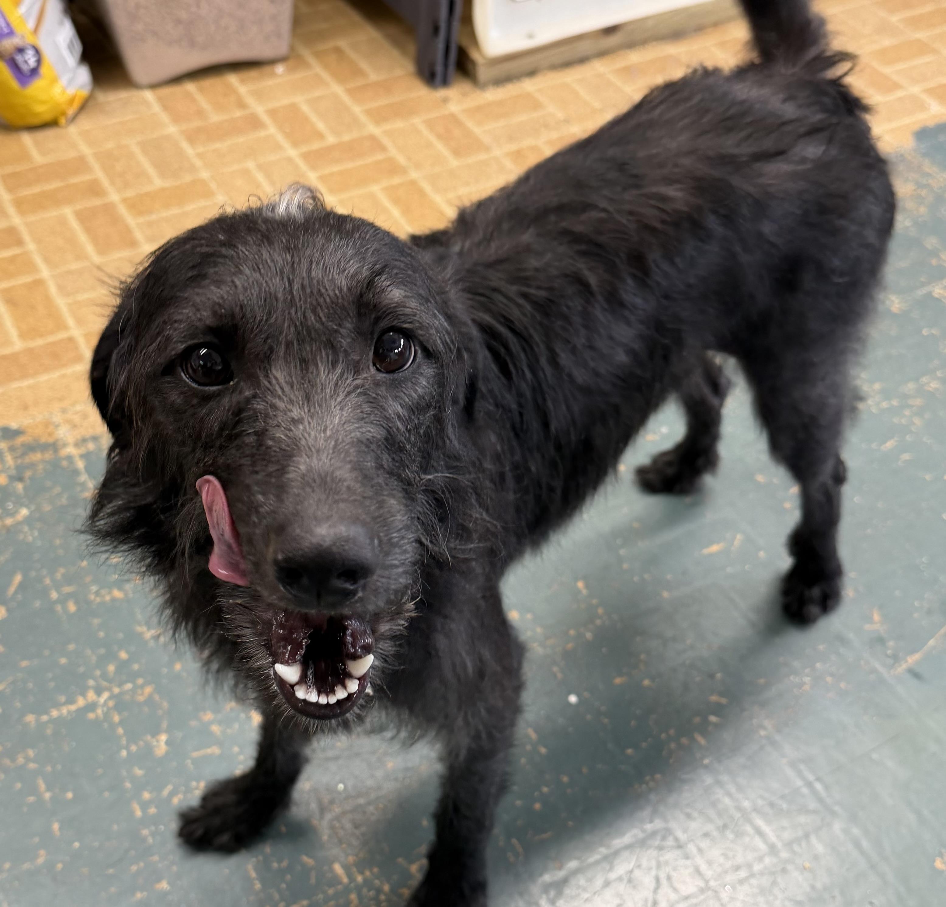 Enlarge Bessie, a ADOPTABLE mixed breed in Owensboro, KY image 5/6