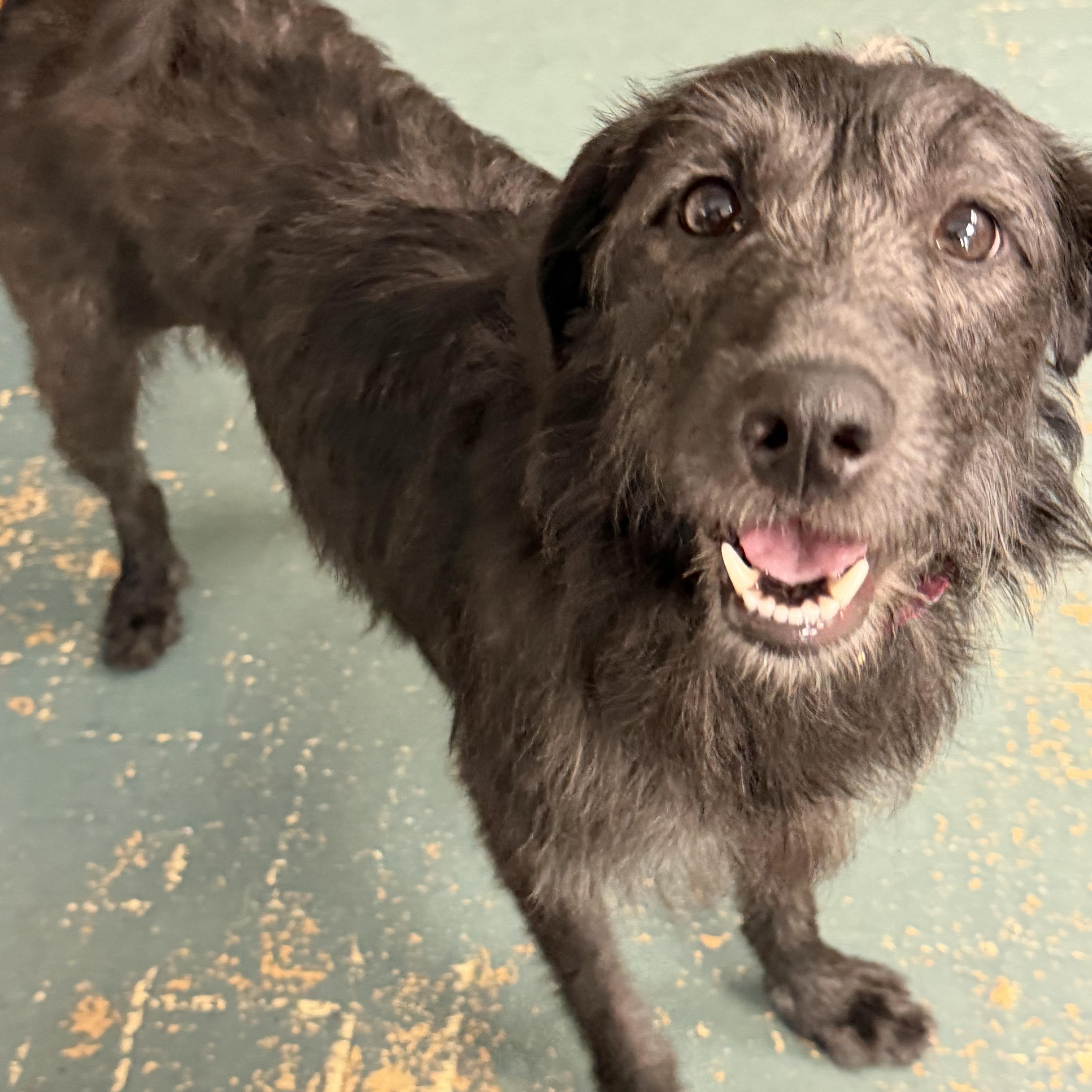 Enlarge Bessie, a ADOPTABLE mixed breed in Owensboro, KY image 6/6