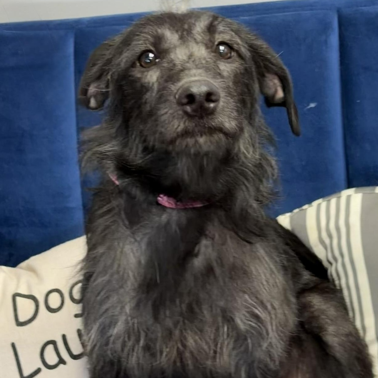 Enlarge Bessie, a ADOPTABLE mixed breed in Owensboro, KY image 3/6