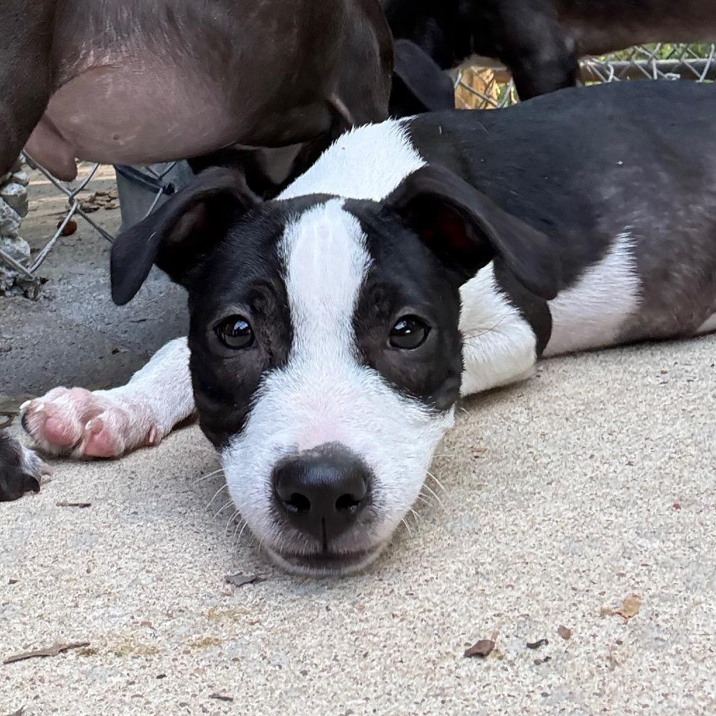 Raven, Adoptable, Puppy Male Pit Bull Terrier & Mixed Breed.