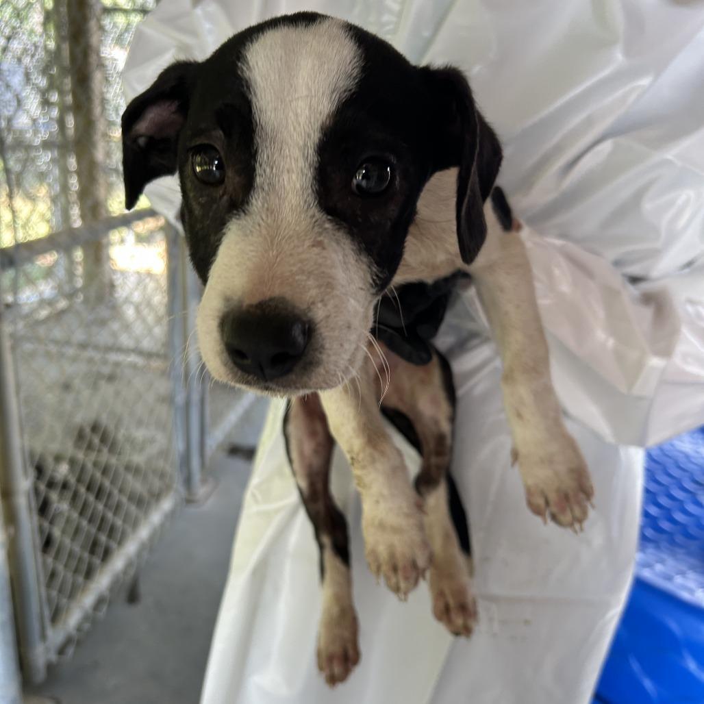 Raven, a Adoptable mixed breed in Cabot, AR image 2/3