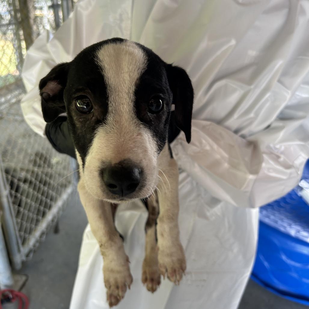 Raven, a Adoptable mixed breed in Cabot, AR image 3/3