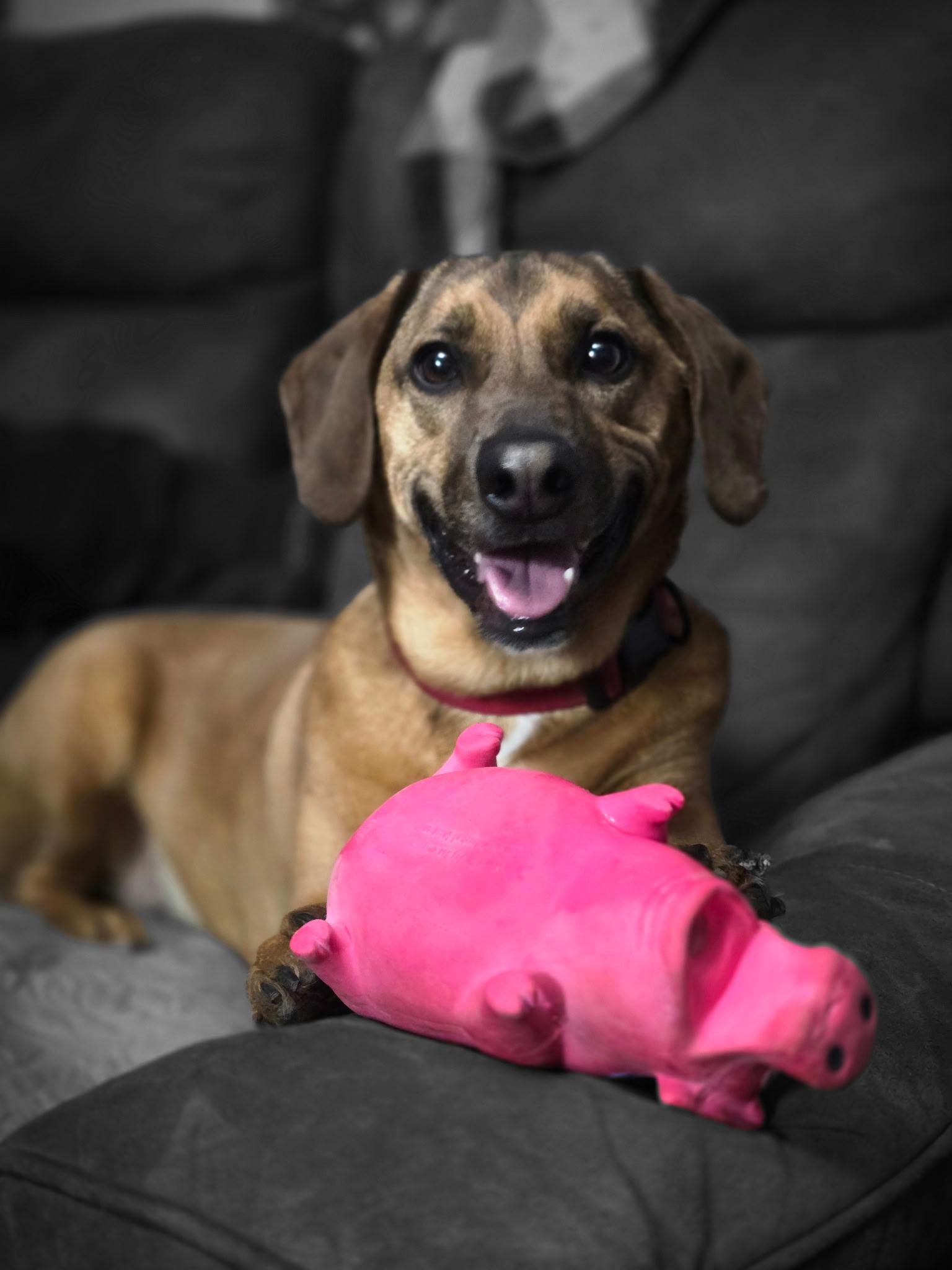 Enlarge Chase, a ADOPTABLE mixed breed in Charlotte , NC image 2/4