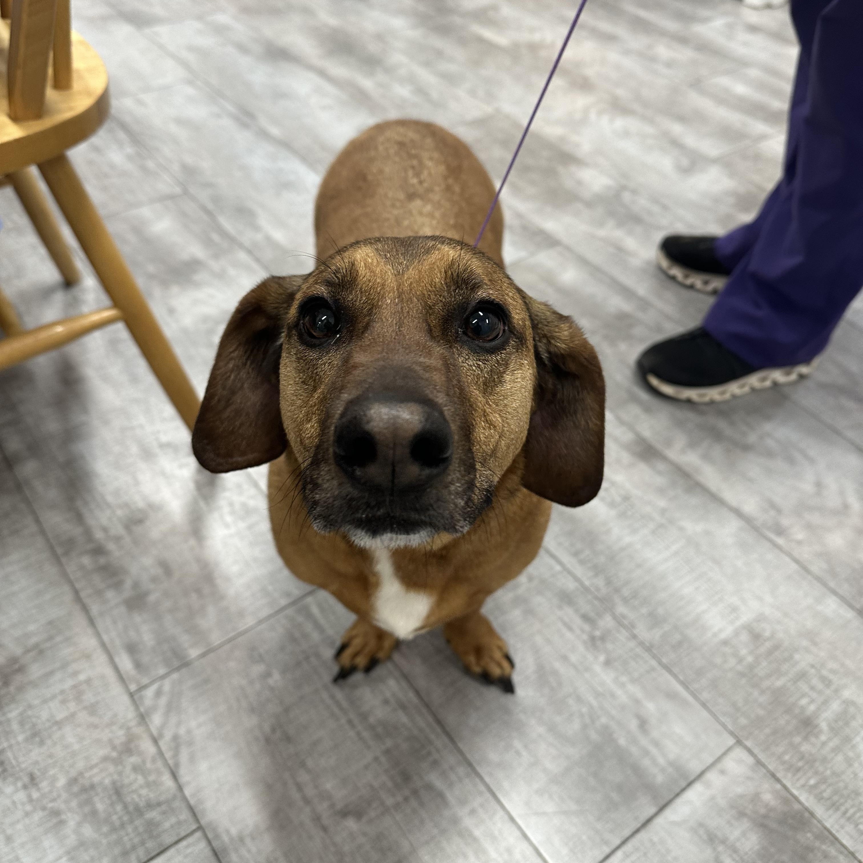 Chase, ADOPTABLE, Adult Male Dachshund.