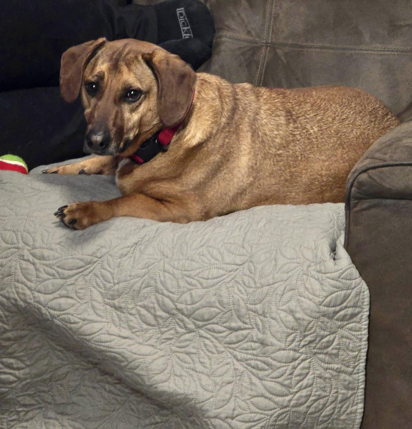 Enlarge Chase, a ADOPTABLE mixed breed in Charlotte , NC image 4/4