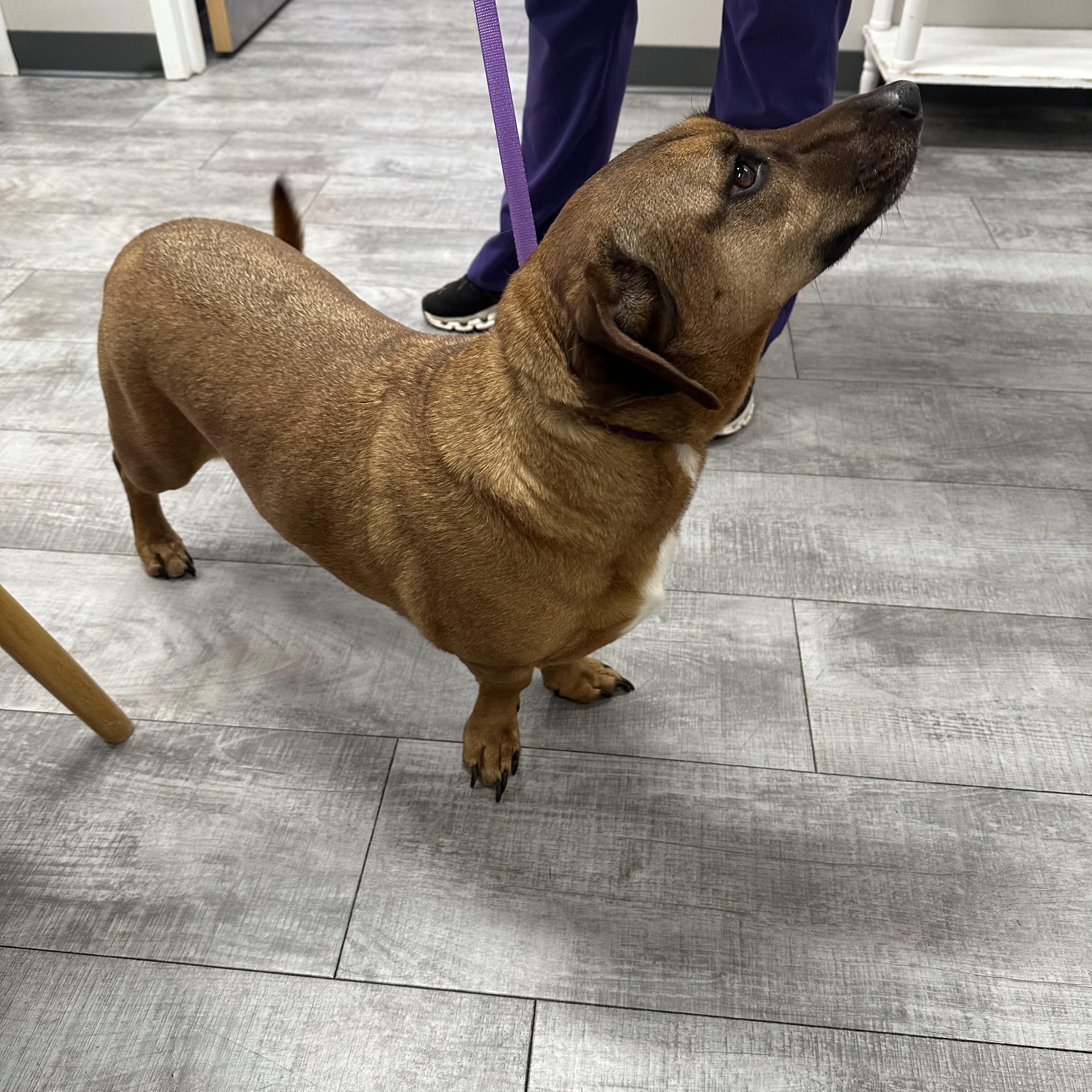 Enlarge Chase, a ADOPTABLE mixed breed in Charlotte , NC image 3/4