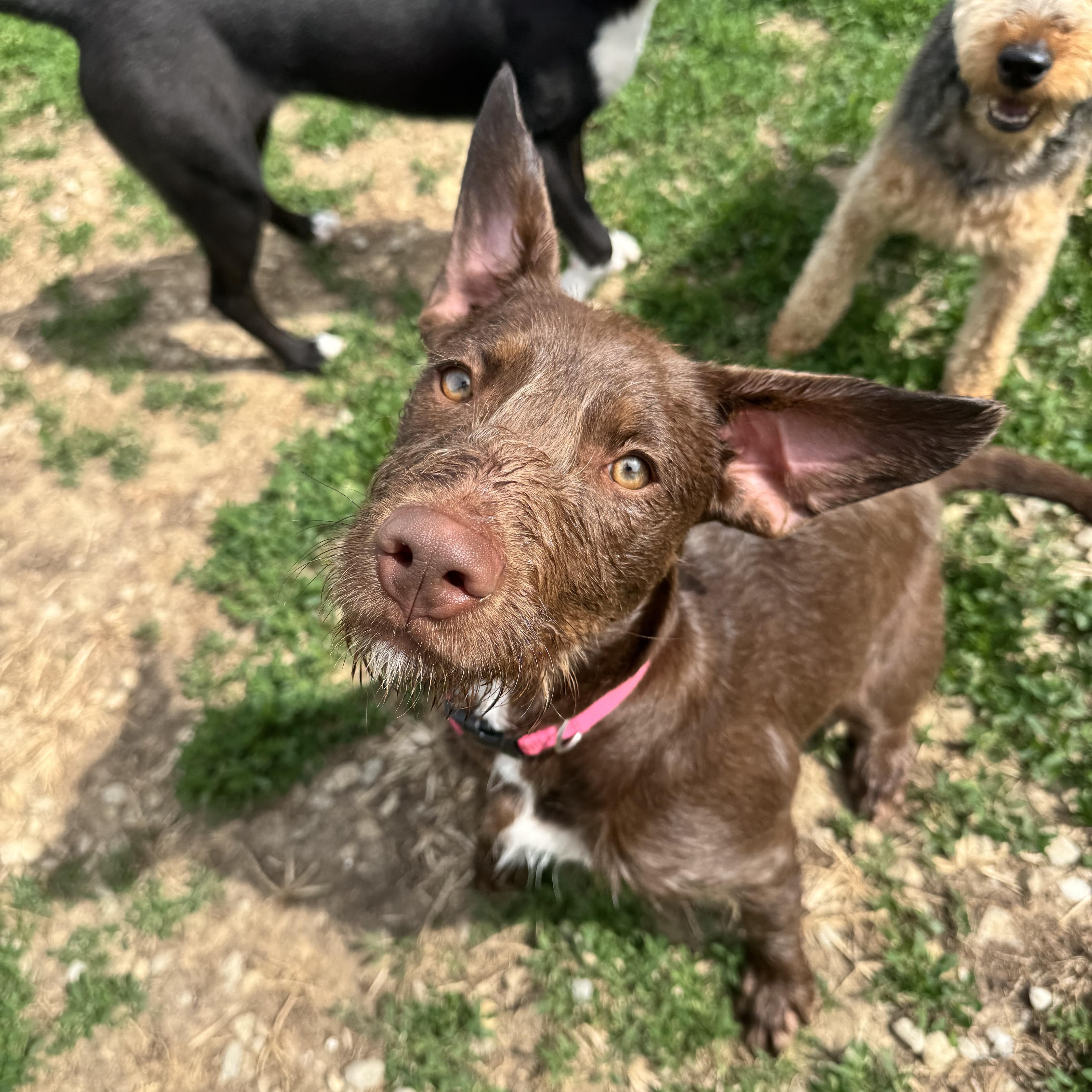 Enlarge Bonnie, a Adoptable Mixed Breed in South Charleston, OH image 2/4