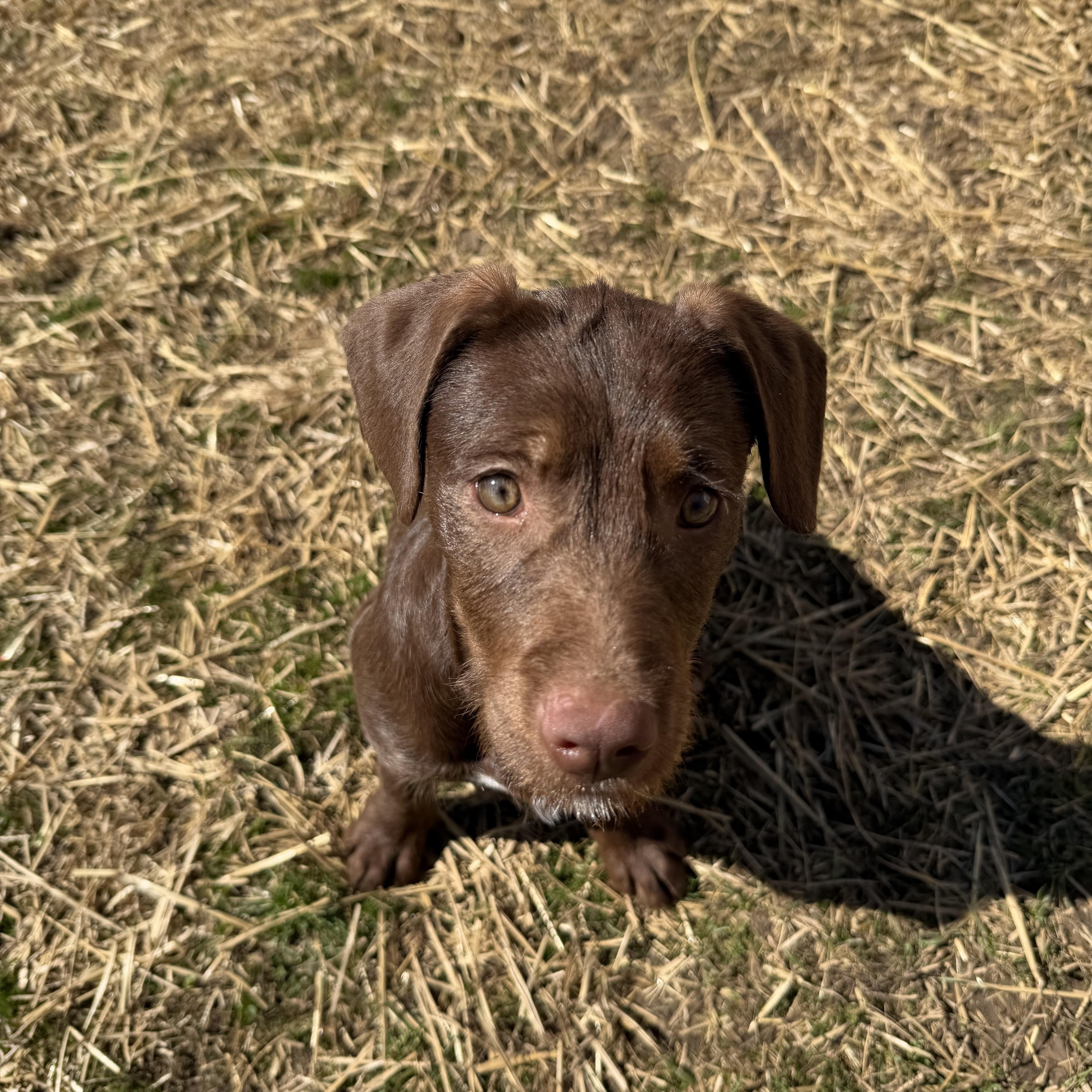 Bonnie, Adoptable, Puppy Female Mixed Breed.