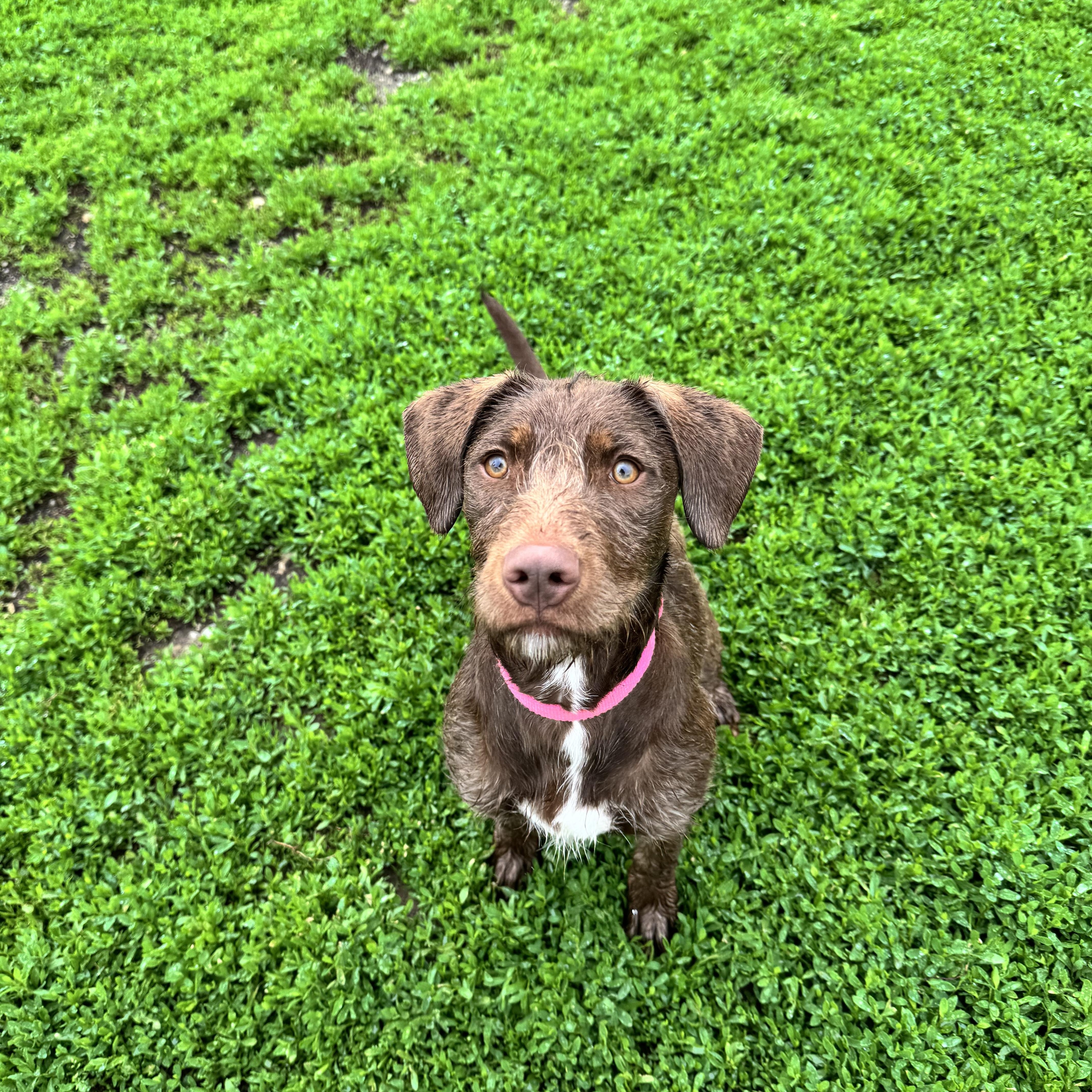 Enlarge Bonnie, a Adoptable Mixed Breed in South Charleston, OH image 1/4