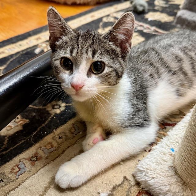 Mrs. White, Baby Female unknown