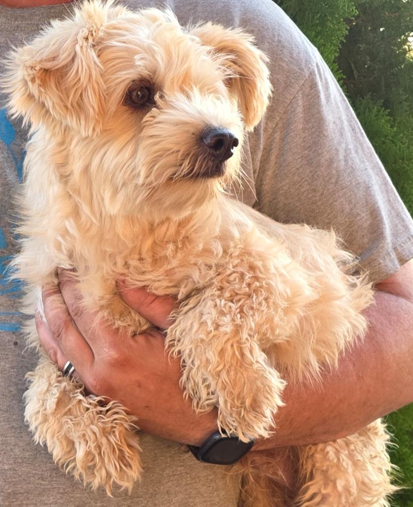 Wish, Adoptable, Young Male Mixed Breed.