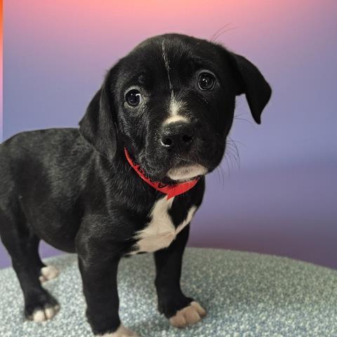 CHESS, Adoptable, Puppy Female Pit Bull Terrier & Mixed Breed.