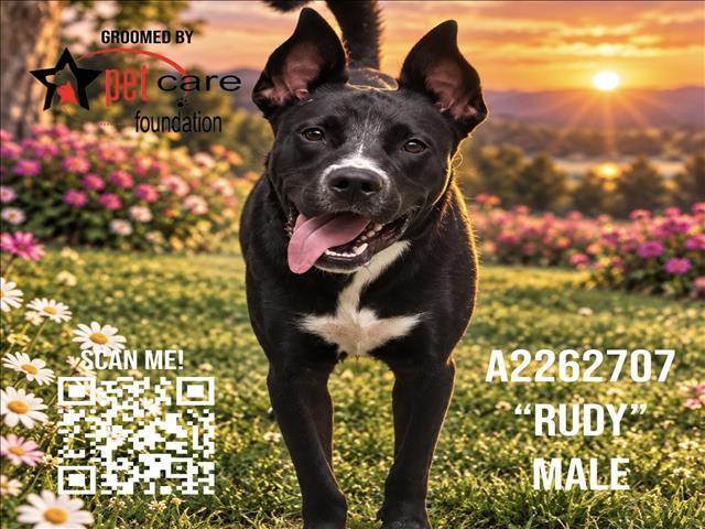 RUDY, Adoptable, Adult Male Pit Bull Terrier & Labrador Retriever.