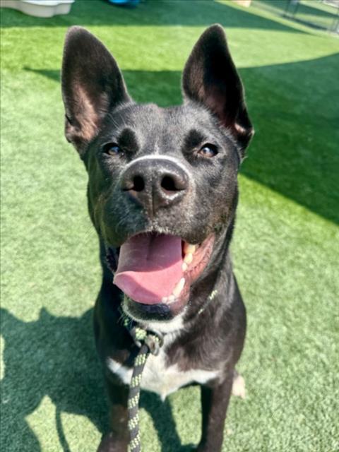 RUDY, Adoptable, Young Male Mixed Breed.