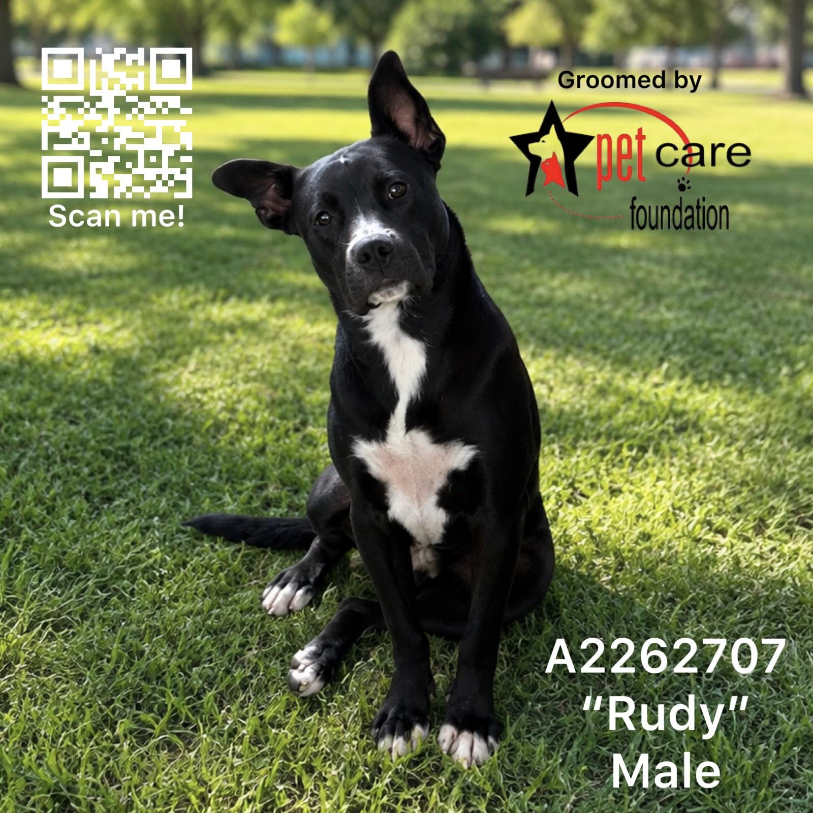 RUDY, Adoptable, Adult Male Pit Bull Terrier & Labrador Retriever.