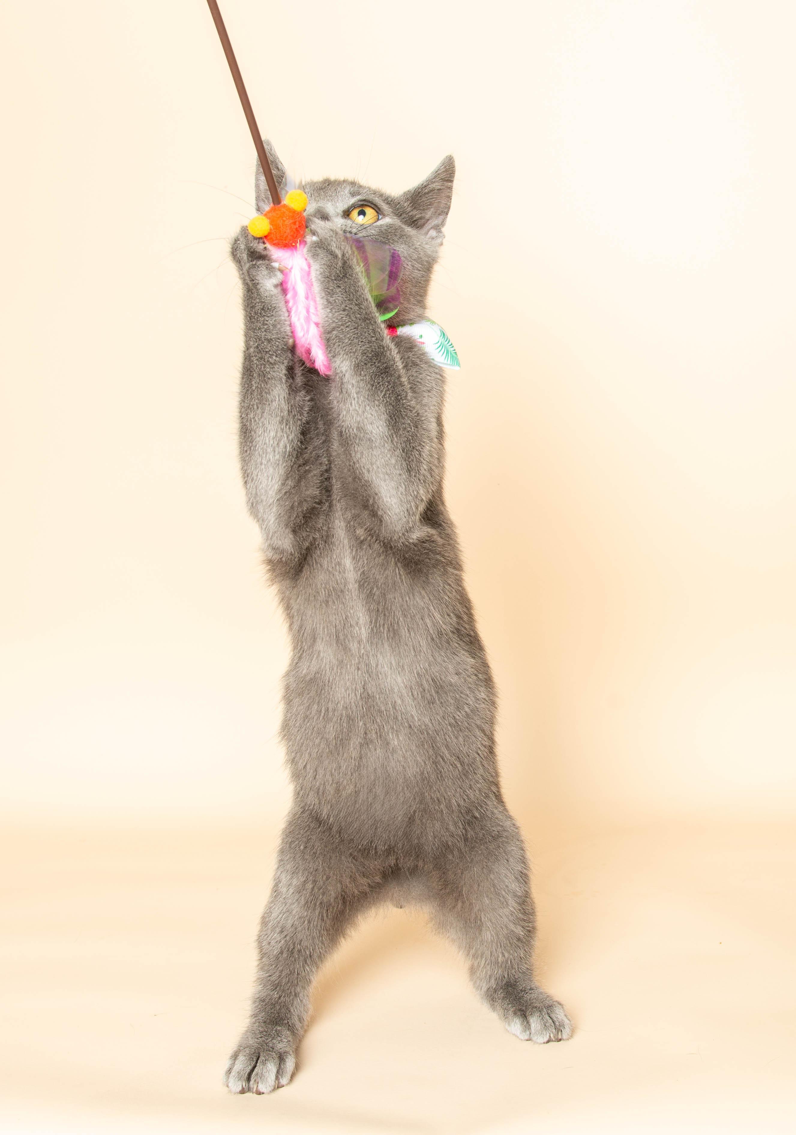 EDGAR , ADOPTABLE, Young Male Domestic Short Hair.