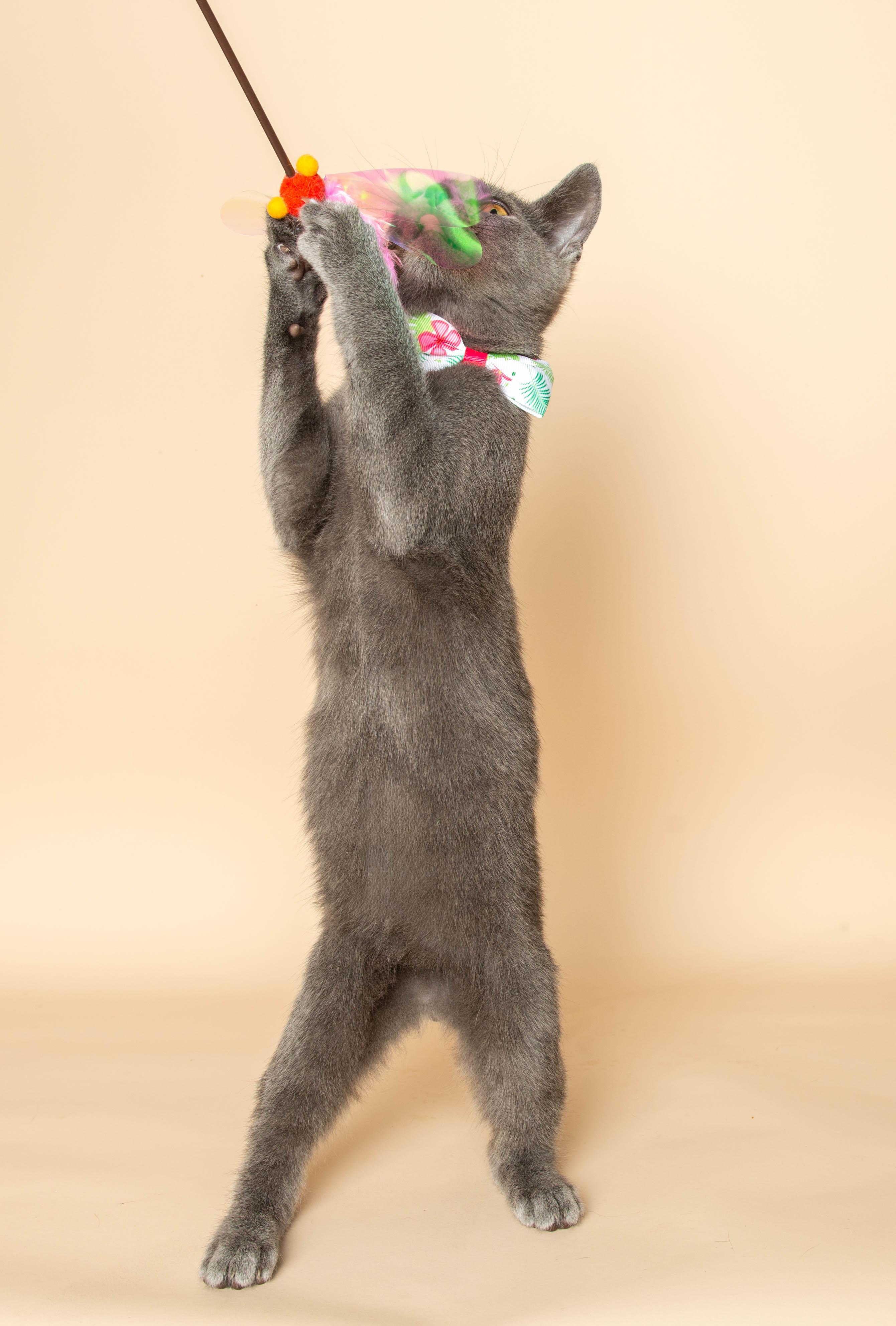 EDGAR , a ADOPTABLE Domestic Short Hair in Wyandotte, MI image 3/4