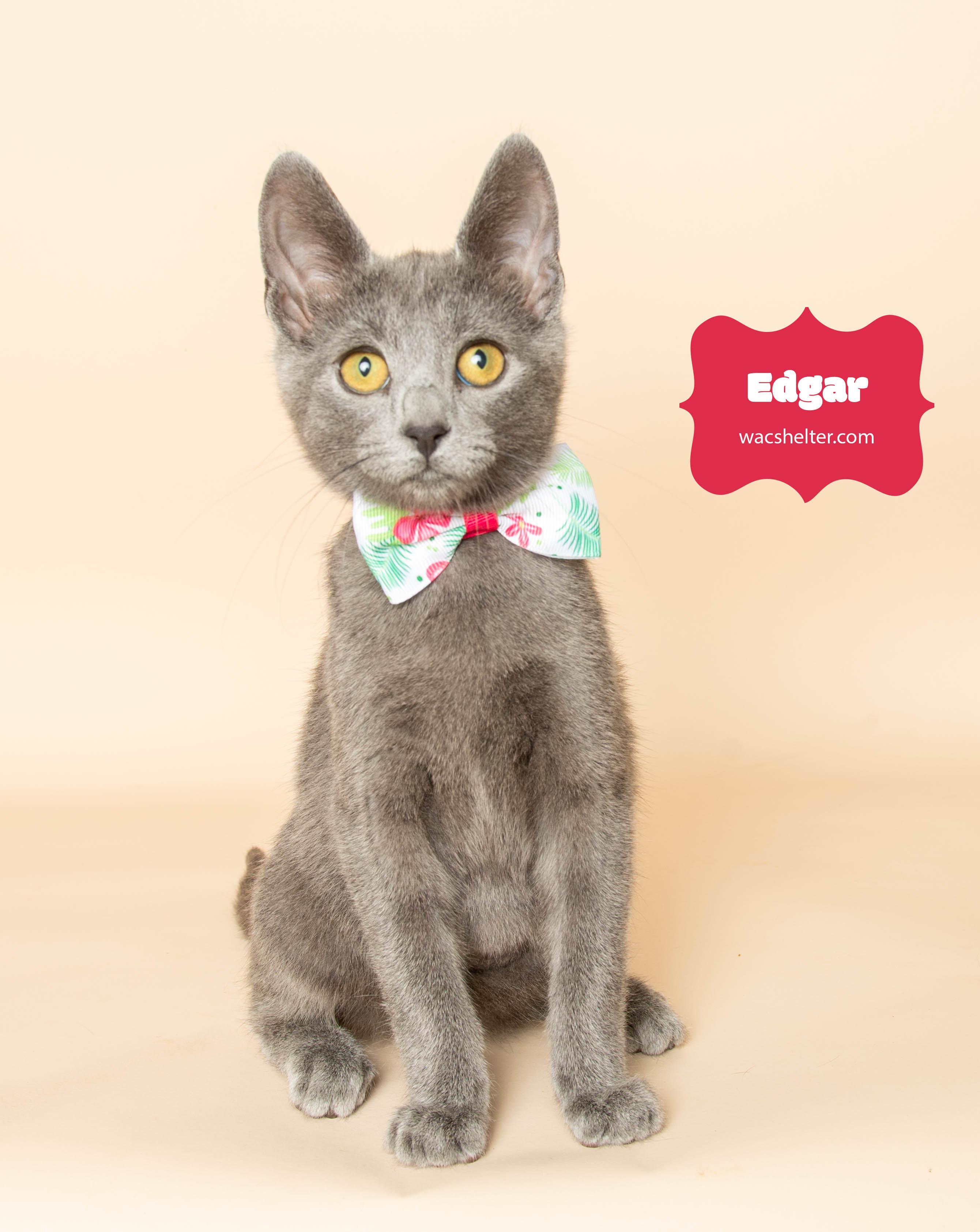 EDGAR , ADOPTABLE, Young Male Domestic Short Hair.