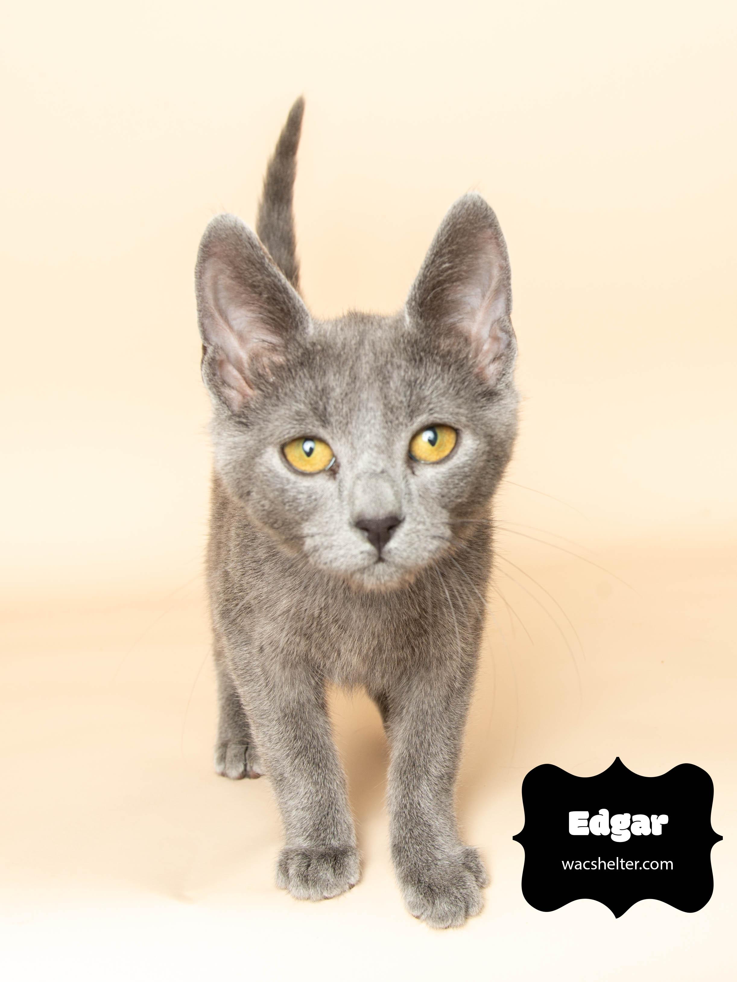 EDGAR , a ADOPTABLE Domestic Short Hair in Wyandotte, MI image 4/4
