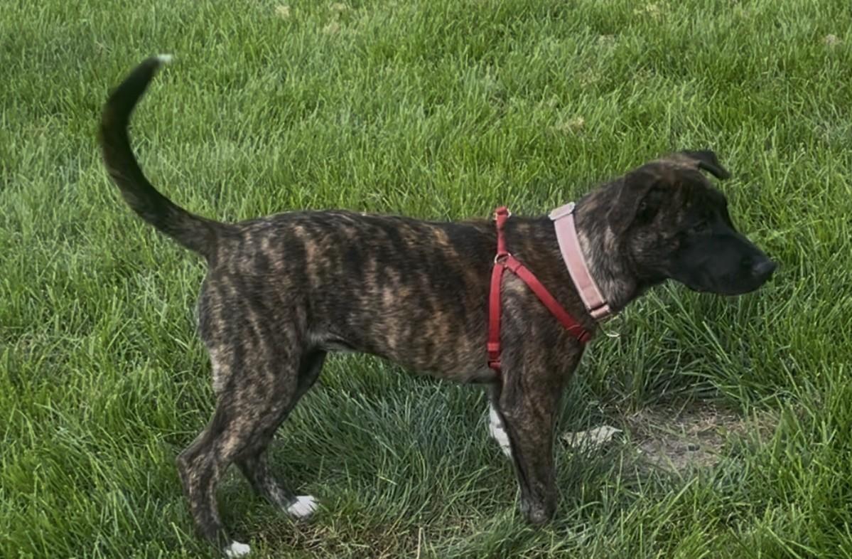 Enlarge Mona, a ADOPTABLE Mixed Breed in Schaumburg, IL image 7/7