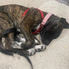 Enlarge Mona, a ADOPTABLE Mixed Breed in Schaumburg, IL image 3/7