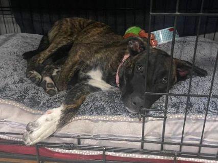 Enlarge Mona, a ADOPTABLE Mixed Breed in Schaumburg, IL image 5/7