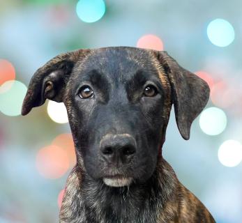 Enlarge Mona, a ADOPTABLE Mixed Breed in Schaumburg, IL image 2/7