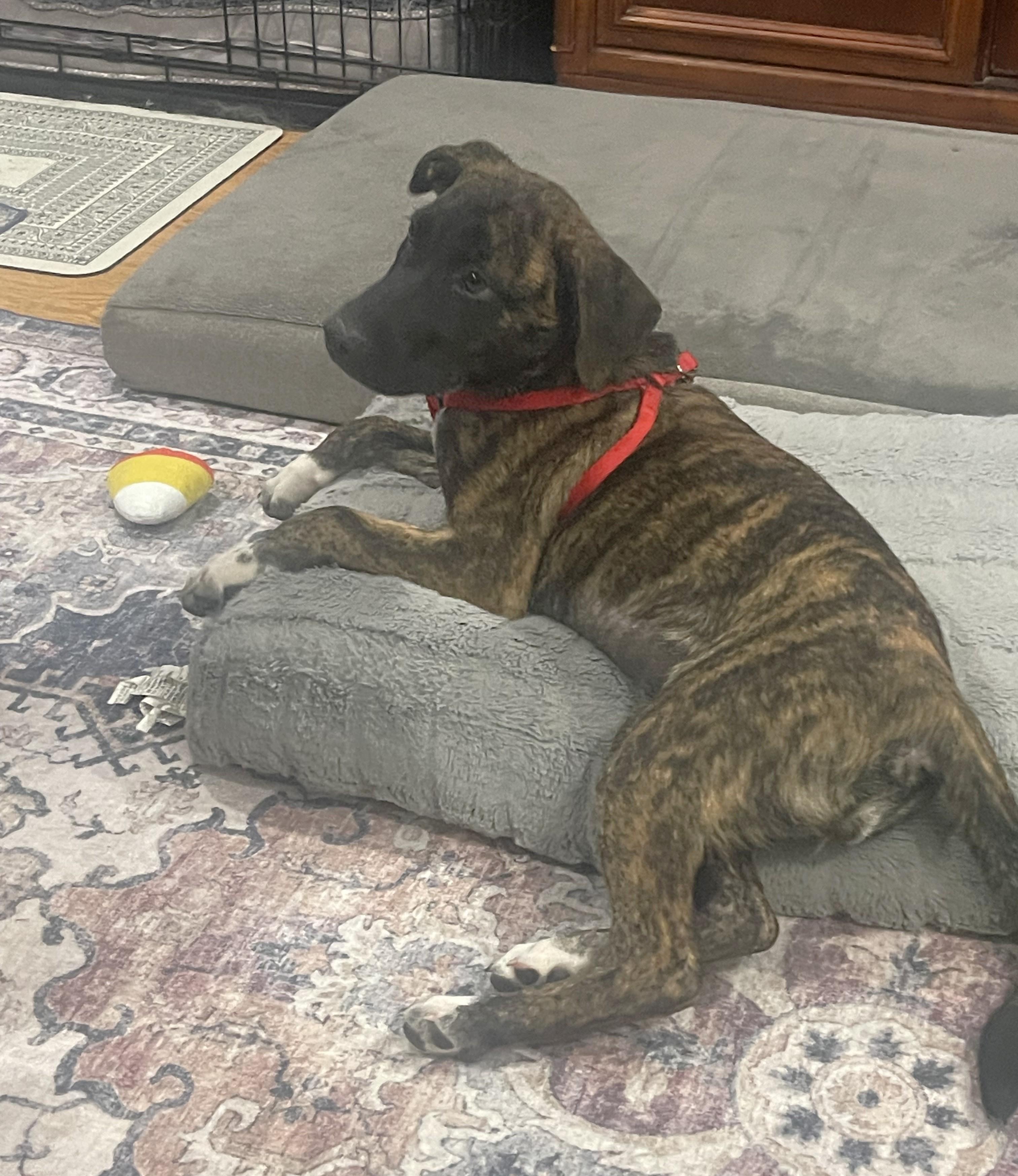Enlarge Mona, a ADOPTABLE Mixed Breed in Schaumburg, IL image 4/7