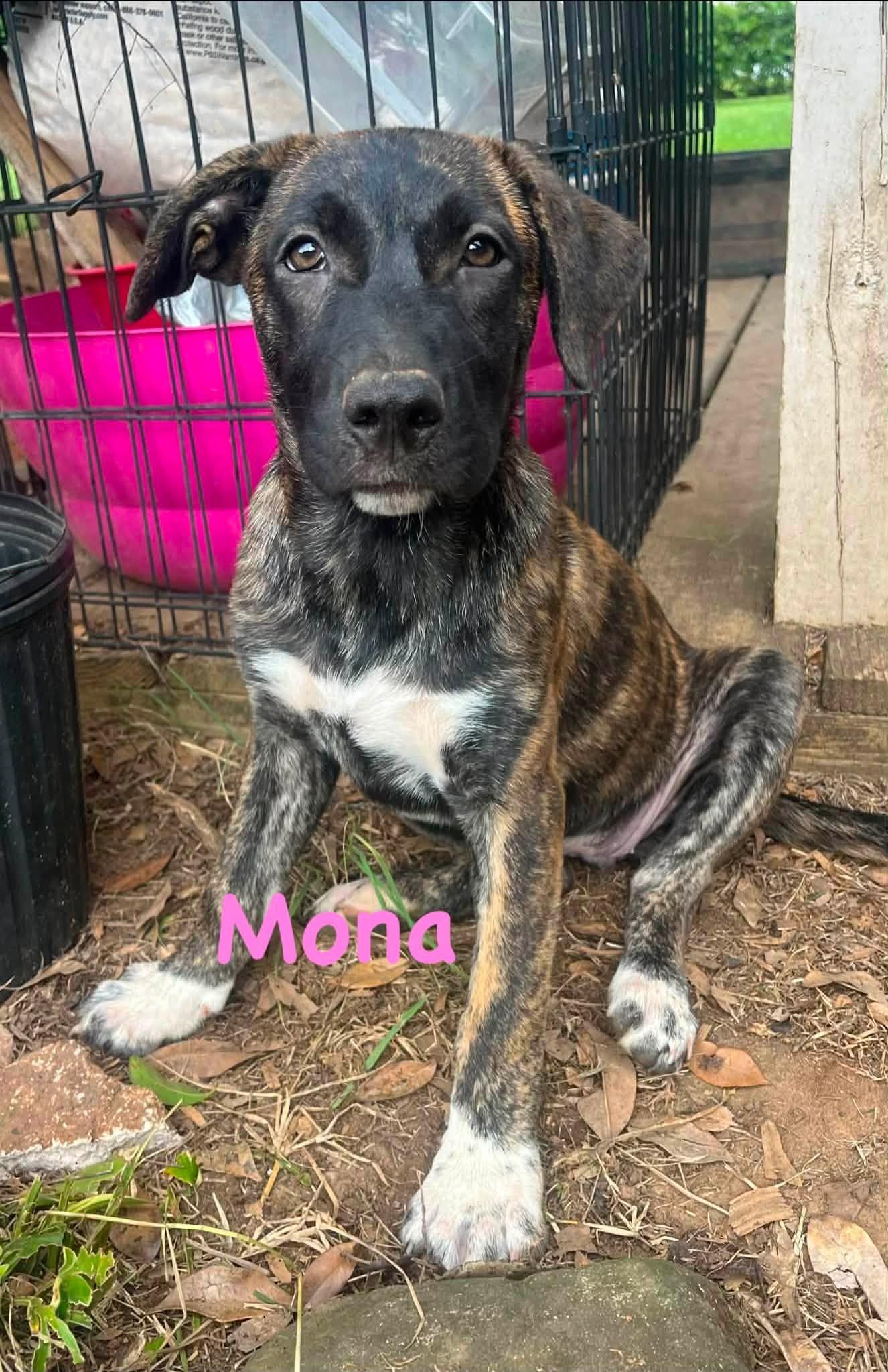 Enlarge Mona, a ADOPTABLE Mixed Breed in Schaumburg, IL image 6/7