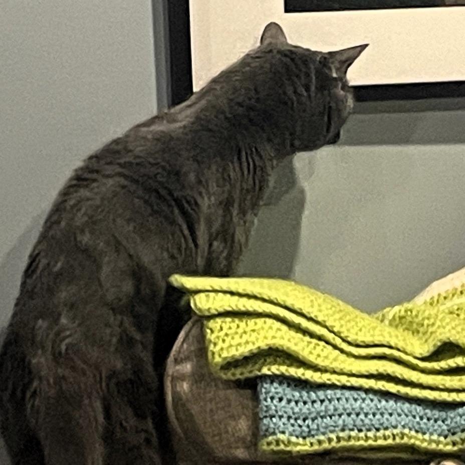 Greyson, Adoptable, Senior Male American Shorthair.
