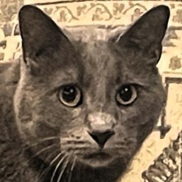 Enlarge Greyson, a Adoptable American Shorthair in Shawnee, KS image 2/6