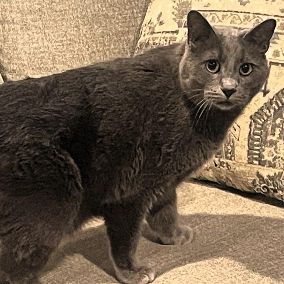 Enlarge Greyson, a Adoptable American Shorthair in Shawnee, KS image 3/6