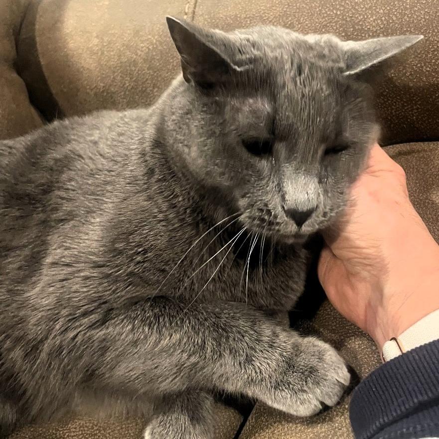Enlarge Greyson, a Adoptable American Shorthair in Shawnee, KS image 4/6