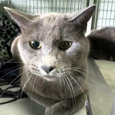 Enlarge Greyson, a Adoptable American Shorthair in Shawnee, KS image 5/6