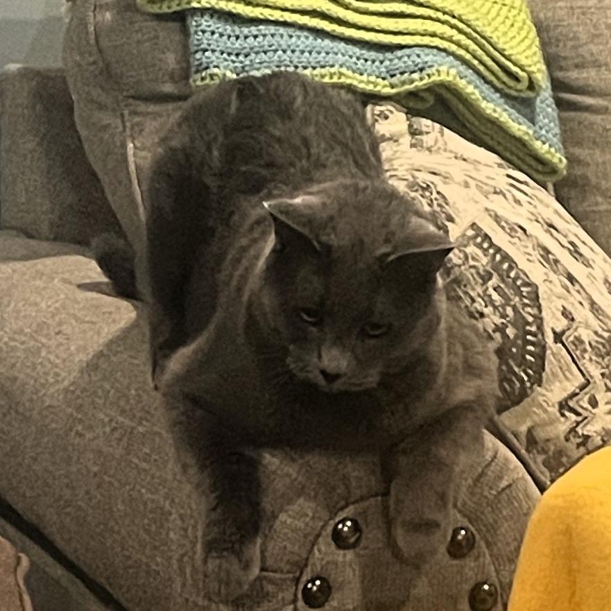 Enlarge Greyson, a Adoptable American Shorthair in Shawnee, KS image 6/6