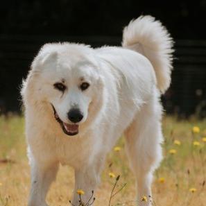 Clyde, Adoptable, Adult Male Great Pyrenees & Mixed Breed.