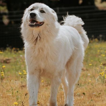 Clyde, Adoptable, Adult Male Great Pyrenees & Mixed Breed.