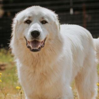 Clyde, a Adoptable mixed breed in Salem, OR image 2/6