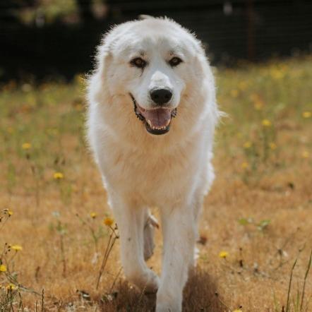 Clyde, a Adoptable mixed breed in Salem, OR image 3/6