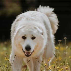 Clyde, a Adoptable mixed breed in Salem, OR image 4/6