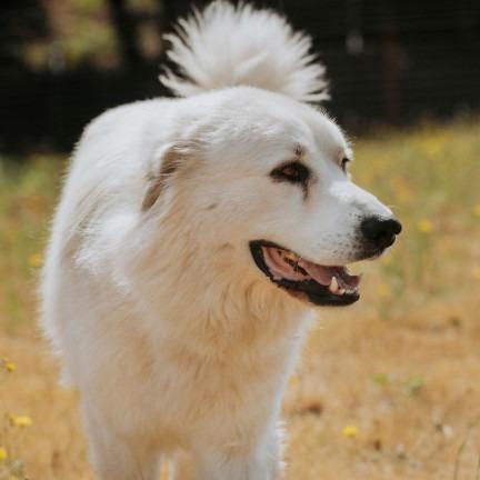 Clyde, a Adoptable mixed breed in Salem, OR image 5/6