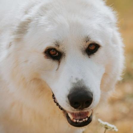 Clyde, a Adoptable mixed breed in Salem, OR image 6/6