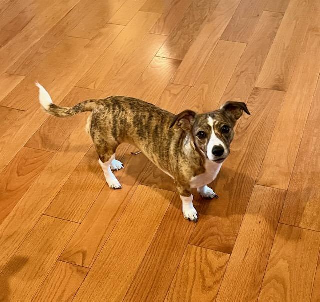 Enlarge Hallie, a ADOPTABLE mixed breed in Knoxville, TN image 4/4