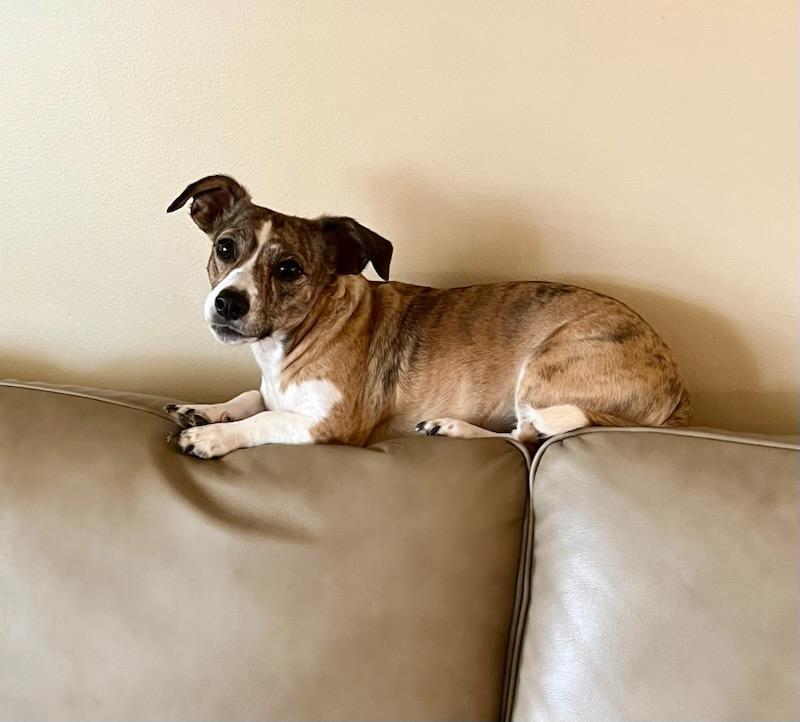 Enlarge Hallie, a ADOPTABLE mixed breed in Knoxville, TN image 2/4